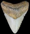 Megalodon Tooth - North Carolina #67107-2